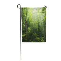 Џунгла Зелена Шума Зрак На Светлина Дождовни Шуми Дожд Дрво Тропска Градина Знаме Декоративно Знаме Куќа Банер